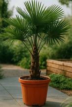 Zaden en stekjes van Trachycarpus Fortunei, Ophalen of Verzenden, Overige soorten, Volle zon