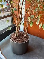 7 grote hamerslag metalen verrijdbare plantenbakken, Ophalen, Gebruikt, Rond, Binnen