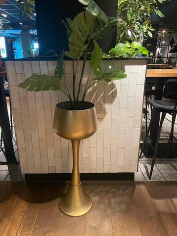 Gouden pot  beschikbaar voor biedingen