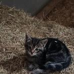 Kittens, Dieren en Toebehoren, Katten en Kittens | Overige Katten, Meerdere dieren, 0 tot 2 jaar