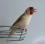 super mooie bruinpastel mannen van 2025, Dieren en Toebehoren, Vogels | Overige Vogels, Mannelijk, Geringd