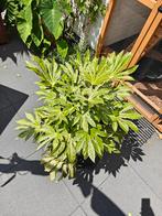 Fatsia Japonica Spiders Web, Ophalen