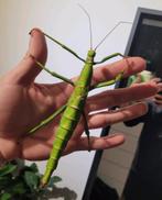 Wandelende tak eitjes en nymphjes (Diapherodes gigantea), Dieren en Toebehoren, Insecten en Spinnen, Wandelende tak