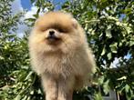 Pomeriaan pups mogen nestje verlaten!, Dieren en Toebehoren, Particulier, Overige rassen, Buitenland, Meerdere