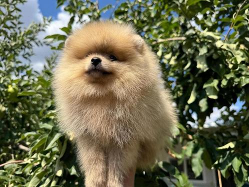 Pomeriaan pups mogen nestje verlaten!, Dieren en Toebehoren, Honden | Poolhonden, Keeshonden en Oertypen, Meerdere dieren, Overige rassen