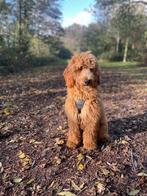 Labradoodle 8 maanden herplaatsing, Rabiës (hondsdolheid), 15 weken tot 1 jaar, Eén hond, Nederland