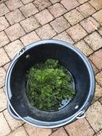 Zuurstofplanten voor heldere vijver, Tuin en Terras, Vijvers, Ophalen of Verzenden, Zo goed als nieuw
