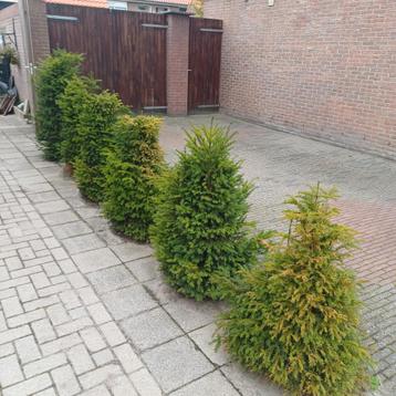 6 Taxus Baccata Planten - 100-120cm beschikbaar voor biedingen