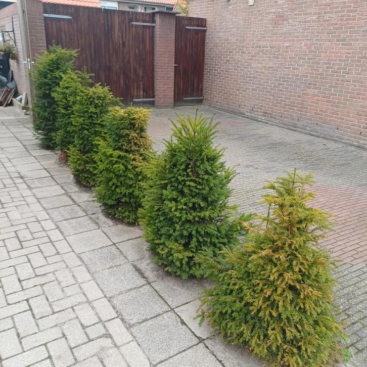 6 Taxus Baccata Planten - 100-120cm, Tuin en Terras, Planten | Bomen, Ophalen of Verzenden