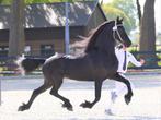 Black beauty! Friese fokmerrie/rij paard 3de premie 165cm, Dieren en Toebehoren, Paarden, Zadelmak, 11 jaar of ouder, Merrie, Met stamboom