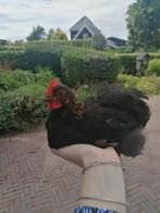 Cochin kriel haantje handtam + gratis hokje, Mannelijk, Kip