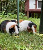 Aangeboden, buitenverblijf voor cavia’s, Januari, Vrouwelijk, Cavia