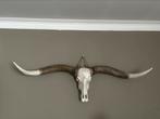 Texas Longhorn schedel, Ophalen, Gebruikt, Wild dier, Gewei of Kop