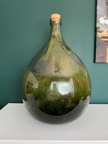 Planten terrarium in grote fles beschikbaar voor biedingen