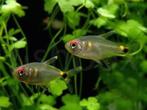 Hemigrammus ocellifer – Lantaarndragertje - Koidream Valburg, Vis, Zoetwatervis