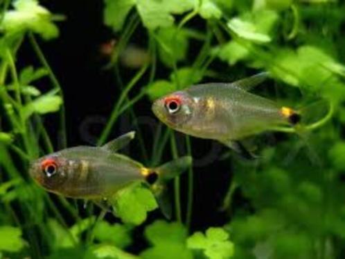 Hemigrammus ocellifer – Lantaarndragertje - Koidream Valburg, Dieren en Toebehoren, Vissen | Aquariumvissen, Zoetwatervis, Vis