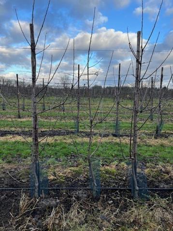 Fruitbomen / Appel bomen beschikbaar voor biedingen