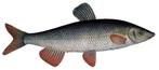 Sneep 16 / 20 cm – Eet draad / wier alg - Koidream Valburg, Overige soorten