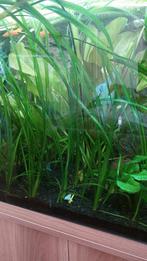 Vallisneria spiralis aquariumplant, Ophalen of Verzenden, Zo goed als nieuw, Plant(en), Steen of Hout