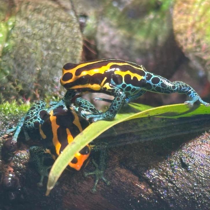 NEW Ranitomeya amazonica 'Golden'. UE-lijn, knalgoud, Peru, Dieren en Toebehoren, Reptielen en Amfibieën, Amfibie, 0 tot 2 jaar