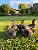 Zijdehoen USA kuikens, Dieren en Toebehoren, Pluimvee, Geslacht onbekend, Kip