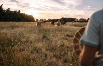 Gezocht: grasland - gras - afgrazen - weides beschikbaar voor biedingen