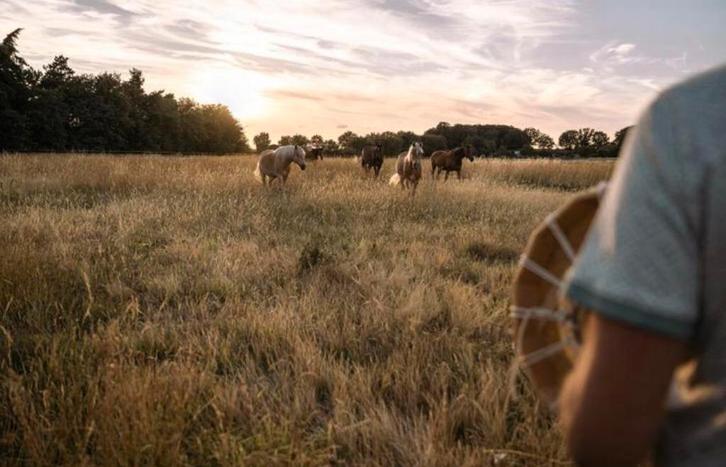 Gezocht: grasland - gras - afgrazen - weides, Dieren en Toebehoren, Stalling en Weidegang, Weidegang