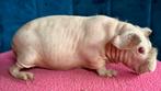 Skinny cavia zeugjes, Dieren en Toebehoren, Cavia, Augustus, Vrouwelijk, Tam