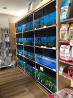 Aquarium stelling 3meter, Dieren en Toebehoren, Ophalen, Gebruikt, Leeg aquarium
