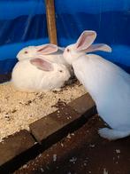 Te koop Duitse Reus voedsters, Dieren en Toebehoren, Konijnen, Vrouwelijk, Groot, 0 tot 2 jaar