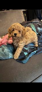 Toy poedel, Dieren en Toebehoren, Poedel, Rabiës (hondsdolheid), 8 tot 15 weken, Meerdere