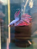 Betta Male Crowntail - Siamese Kempvis, Zoetwatervis, Vis