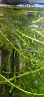 Mooie Tijger- en Caridina Japonica garnalen, Kreeft, Krab of Garnaal