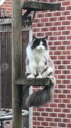 Nog 1 HERPLAATSER MAINE COON  KATER, Dieren en Toebehoren, Kater, Gechipt, 3 tot 5 jaar