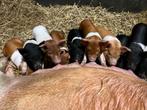 Mooie frisse Husumer biggen, Meerdere dieren, Varken