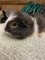 Ch teddy cavia beertje, Augustus, Mannelijk, Cavia