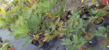 Trachycarpus fortunei en wagnerianus  beschikbaar voor biedingen