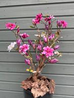 Nieuw Magnolia Boom - Handgemaakt & Uniek, Ophalen, Nieuw, Binnen