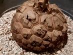 Dioscorea elephantipes XL 20cm caudex, succulent, plant, Huis en Inrichting, Verzenden, Overige soorten, Minder dan 100 cm