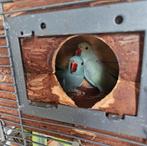 Mooie paar jonge halsbandparkieten, Dieren en Toebehoren, Meerdere dieren