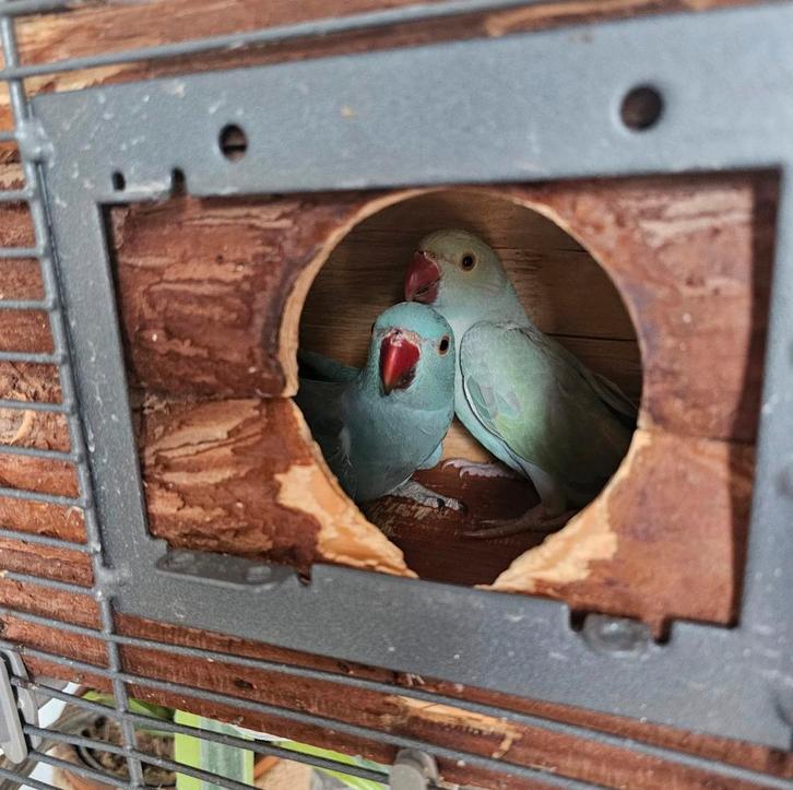Mooie paar jonge halsbandparkieten, Dieren en Toebehoren, Vogels | Overige Vogels, Meerdere dieren