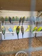 Grasparkieten, Dieren en Toebehoren, Vogels | Parkieten en Papegaaien, Meerdere dieren, Parkiet