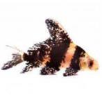 Chinese Wimpelkarper - Myxocyprinus asiaticus - Koidreams