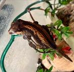 Rode auriculatus / gargoyle
