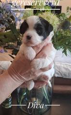 Boomer pups, Overige rassen, CDV (hondenziekte), 8 tot 15 weken, Meerdere