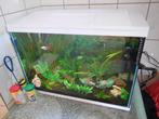 complete witte superfish start 100 gevuld en met visjes, Dieren en Toebehoren, Ophalen, Gebruikt, Gevuld zoetwateraquarium