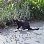lieve zwarte kitten (kater) te koop, Dieren en Toebehoren, Katten en Kittens | Raskatten | Korthaar, Poes, Ontwormd, 0 tot 2 jaar
