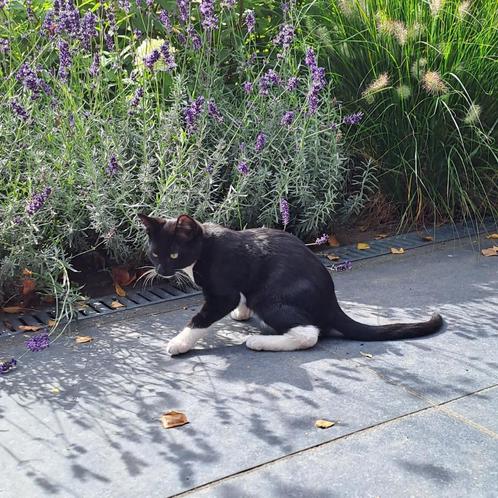 lieve zwarte kitten (kater) te koop, Dieren en Toebehoren, Katten en Kittens | Raskatten | Korthaar, Poes, 0 tot 2 jaar, Ontwormd