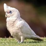 LORRE & CO - Ducorps kaketoe super tam nu reserveren, Meerdere dieren, Papegaai, Geringd