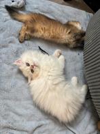 Brits Langhaar Kittens mogen verhuizen!, Dieren en Toebehoren, Meerdere dieren, Gechipt